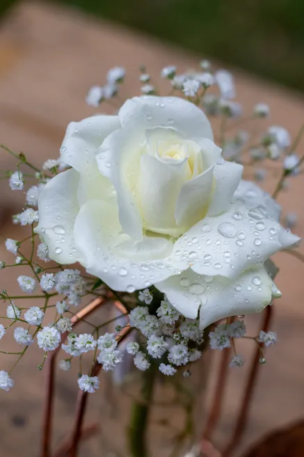 Rose blanche perlée de gouttes d’eau, entourée de gypsophile, sur une table de bois